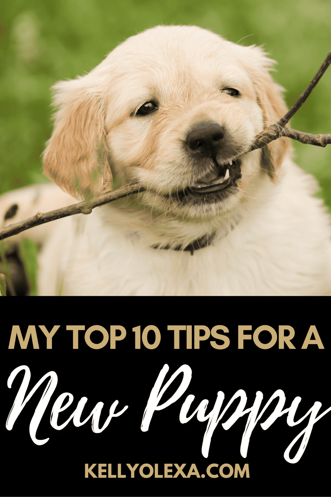 Top 10 Tips for Professional Dog Walkers