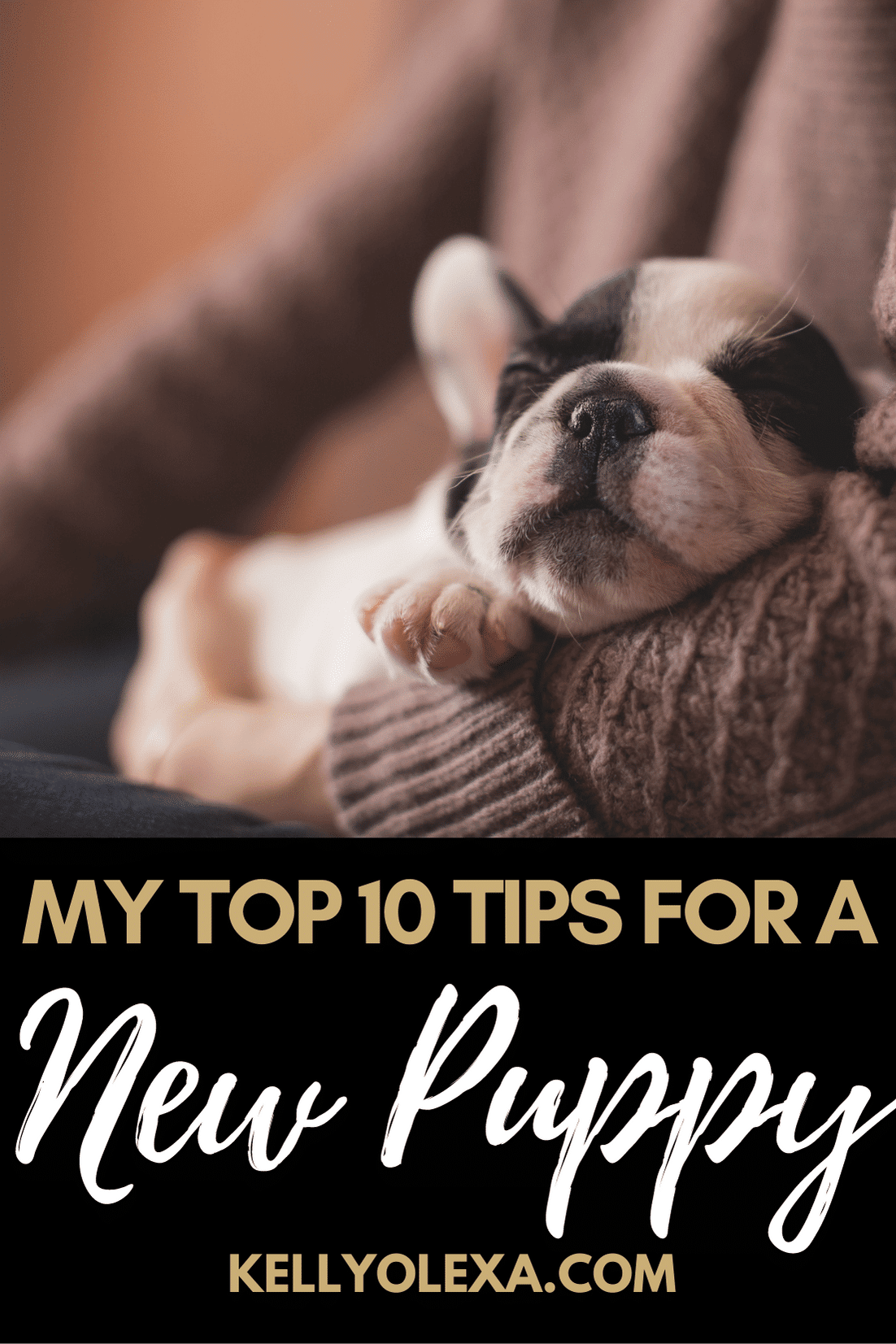 Tips for a New Puppy