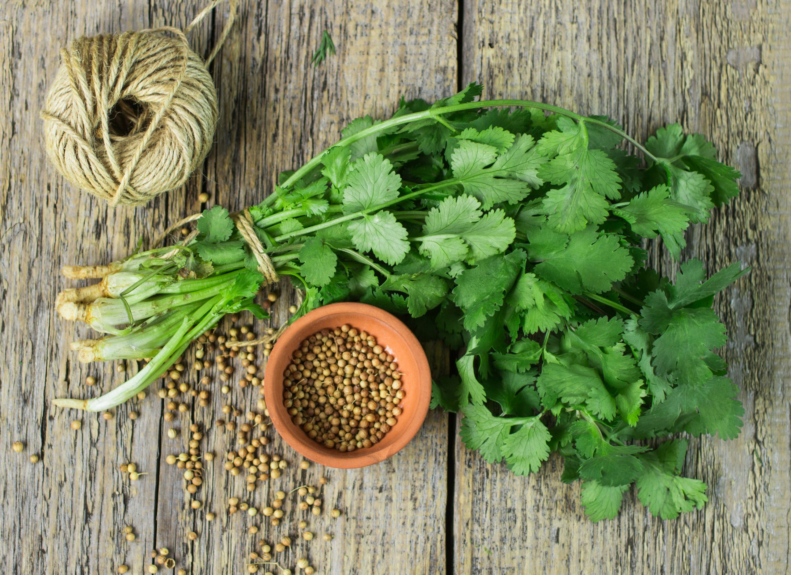 fresh cilantro